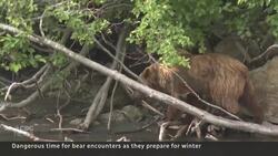 Heading into bear country can be dangerous this time of year News Clip