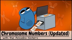 Chromosome Numbers Before and After Mitosis and Meiosis (UPDATED) Instructional Video