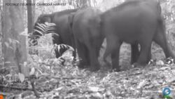 Rare Asian elephant herd caught on video News Clip