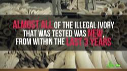 Saving the Elephants with Carbon Dating Instructional Video