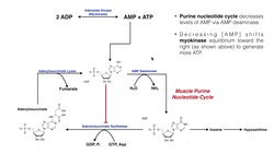 Nucleotide Metabolism | Myokinase & the Purine Nucleotide Cycle Instructional Video