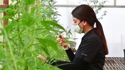 CLEAN : Costa Rica govt lab grows hemp as Congress discusses legalising medicinal cannabis News Clip