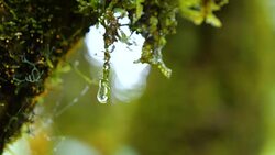 Slow motion of waterdrop on green moss Stock Footage