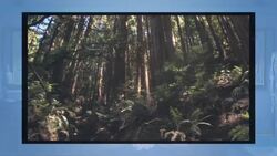 Botany: The Science of Plants Instructional Video