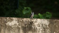 Kingfisher bird : adult Crested kingfisher (Megaceryle lugubris) Stock Footage