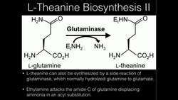 L-Theanine Supplementation and why GABA Doesn't Work Instructional Video
