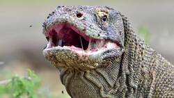 Discovering the Dragons of Komodo Island Instructional Video