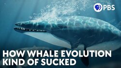 How Whale Evolution Kind Of Sucked Instructional Video