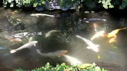 Koi fish in the pond in 4k slow motion 60fps Stock Footage