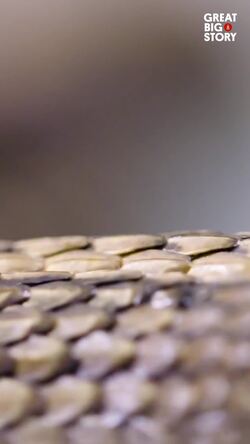 The plight of the giant garter snake in California's wetlands Instructional Video