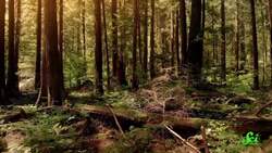 Earth Is Losing its Roots Instructional Video