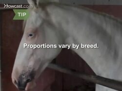 How to Draw Horses Instructional Video
