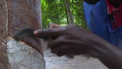 CLEAN : Ivorian agriculture school aims to tap into rubber market News Clip