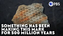 Something Has Been Making This Mark For 500 Million Years Instructional Video
