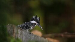 Kingfisher bird : adult Crested kingfisher (Megaceryle lugubris) Stock Footage