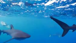 Galapagos sharks tracing big ship under sea surface Stock Footage