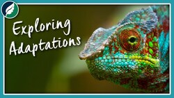 Exploring Adaptations | Compilation Instructional Video