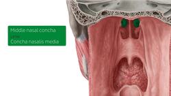 Pharyngeal mucosa Instructional Video