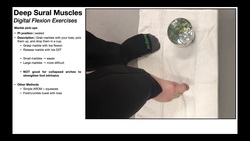 Deep Sural Muscles | FDL, FHL & Tibialis Posterior Instructional Video