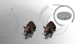 Researchers use gene-editing to create mice with same-sex parents Instructional Video