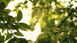 nature scene sun light green leaf close up rain drop Stock Footage