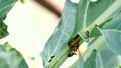 Wasp decomposed caterpillar for feeding Stock Footage
