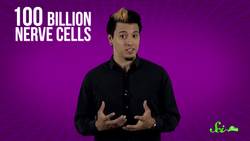 Does Alcohol Kill Brain Cells? Instructional Video