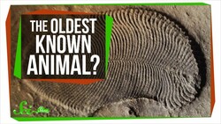 The Oldest Known Animal May Be a Weird, Fleshy Oval | SciShow News Instructional Video
