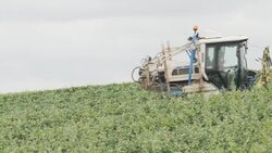 Grape Harvest Machine in Vineyard News Clip