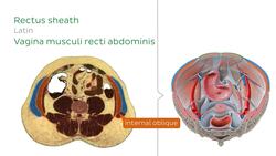 4th lumbar vertebra level Instructional Video