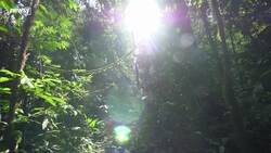 A Look At The Amazon Fund, A Key Money Source For The Rainforest News Clip