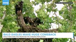 Eagle Watchers Help Monitor Thriving Eagle Population News Clip
