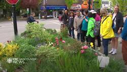 Vancouver walking tour highlights alternatives to traditional lawns News Clip