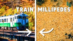 These Millipedes Stopped a Train Instructional Video