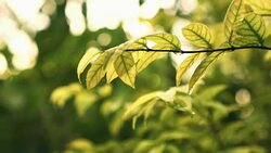 green leaf close up rain drop nature scene sun light Stock Footage