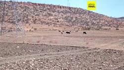 World Food Programme to halt aid for 650,000 women and children in Ethiopia News Clip