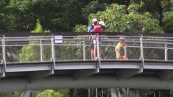 CLEAN : Singapore otters roam streets as residents debate about critters News Clip