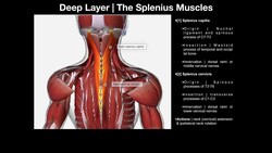 True Back Muscles | The Splenius & Erector Spinae Groups Instructional Video
