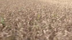 CLEAN : Illustration images of cornfield harvest and diseased beets News Clip