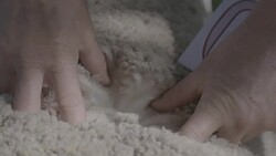 Hands parting wool on Merino Ram, slow motion, slow motion Stock Footage