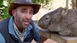 DON'T WAKE the WOMBAT?! Instructional Video