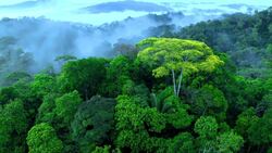 Amazon Explorer: Drone Flight Across the Rainforest Instructional Video