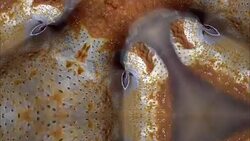 Kaleidoscope background footage for creative design Stock Footage