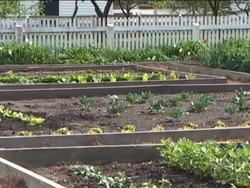 Investigating Chemical Reactions: Clues to Chemical Reactions Instructional Video