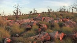 Rocks and grasses in Mornington sanctuary Stock Footage