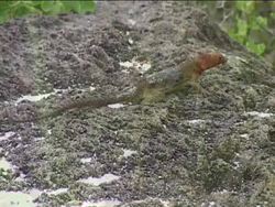 Amazing Amphibians and Reptiles Review Instructional Video