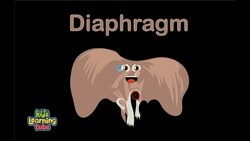 Human Body /Diaphragm Song Instructional Video
