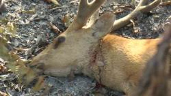 Elephant back safari in search of the elusive Royal Bengal Tiger in the Terai of Nepal in Royal Bardia National Park. Instructional Video