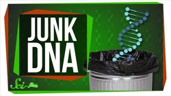 How Much Junk Is in Your DNA Trunk? Instructional Video
