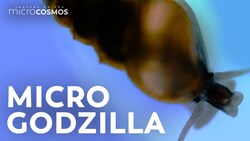 The Aquatic Snails That Leave a Path of Destruction Instructional Video